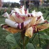 Una rara rosa screziata di bordeaux scurissimo